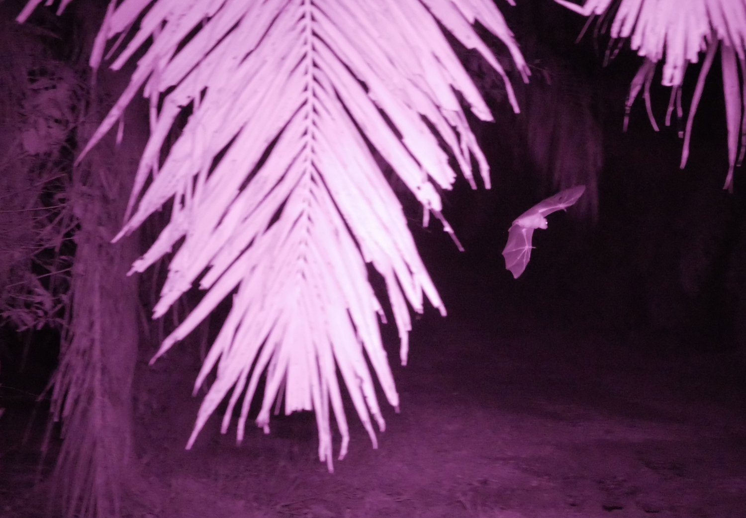Nahinfrarotaufnahme einer Kleinen Kurznasenfledermaus (Cynopterus brachyotis) auf dem Weg durch eine Ölpalmenplantage.