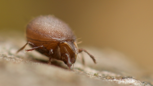 Many individual creatures (like this tiny oribatid mite) were collected as part of the analysis of soil life.
