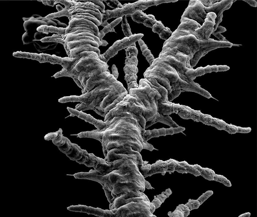 Rasterelektronenmikroskopische Aufnahme von Zweigen von Ramisyllis kingghidorahi.