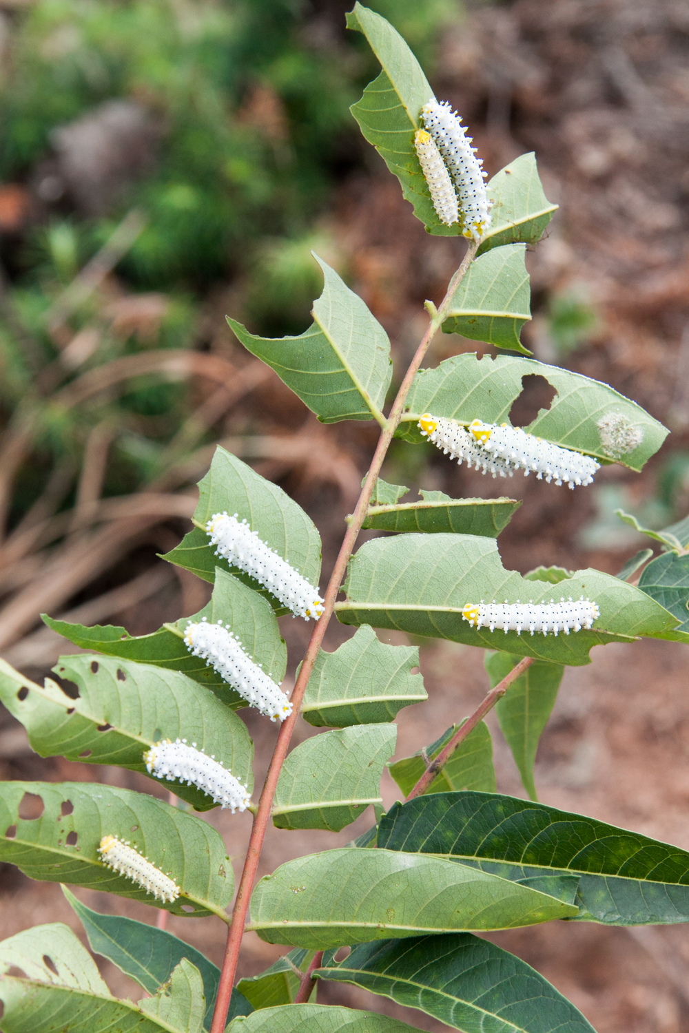 Butterfly larvae munching on leaves: these are common plant-eaters in the forest