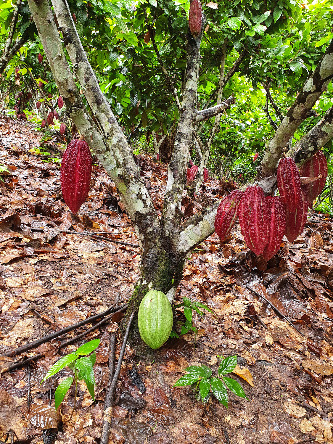 Kakaobaum, veredelt mit der nicht einheimischen, ertragreichen Sorte CCN51 (dunkelrot), während auf dem Wurzelstock unterhalb der Veredelungsstelle eine in Peru einheimische Kakaofrucht (grün) entstand.