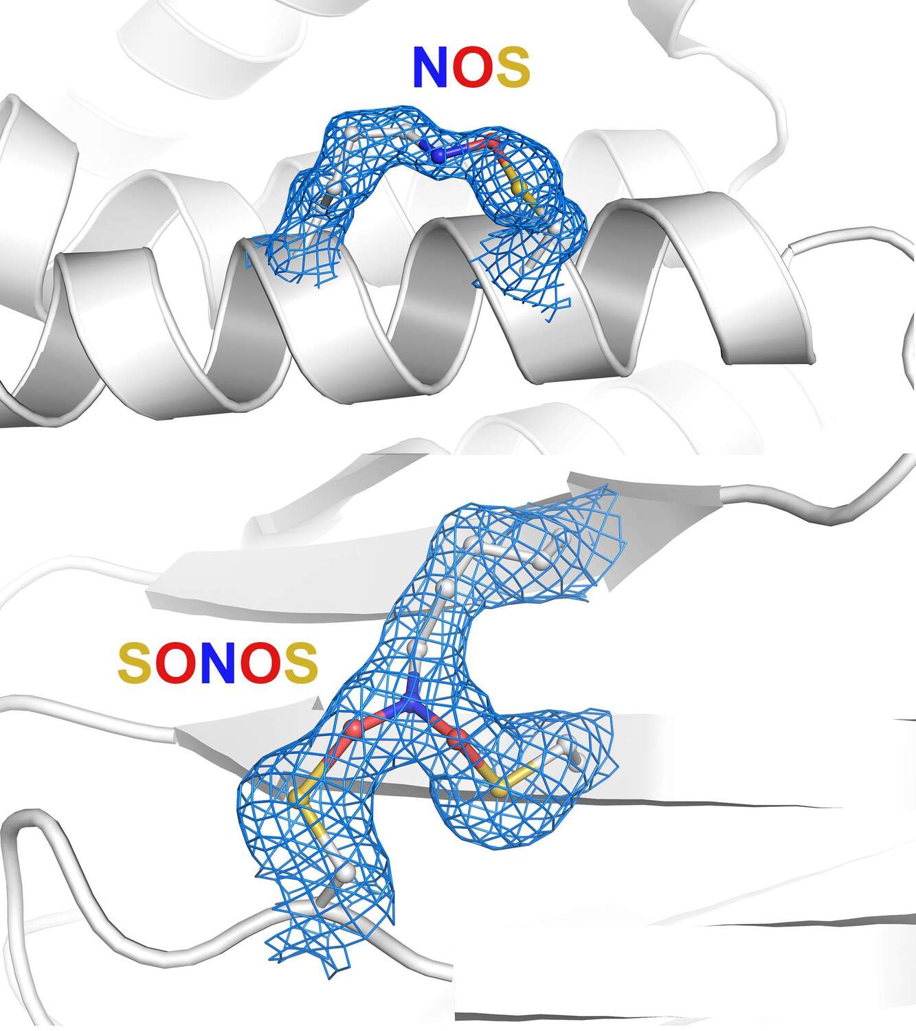 Researchers have recently discovered different types of protein switches which they have now identified as having a major role in all domains of life, from viruses like coronavirus to bacteria, fungi, plants and animals including humans. NOS group (Nitrogen-Oxygen-Sulfur) above and SONOS group (Sulfur-Oxygen-Nitrogen-Oxygen-Sulfur) below.
