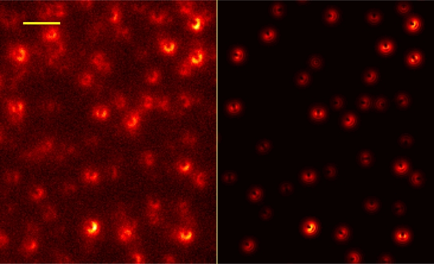 Bild von einzelnen Molekülen auf dem Graphenblatt. Solche Bilder ermöglichen es den Wissenschaftlern, die Position und Orientierung für jedes Molekül zu bestimmen. Der Vergleich mit dem erwarteten Bild (rechts) zeigt eine ausgezeichnete Übereinstimmung.