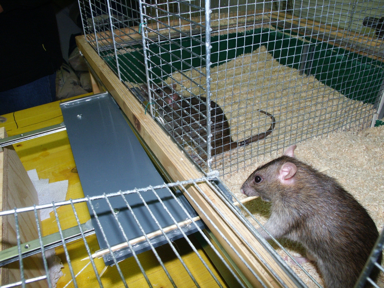 The researchers investigated what affects the helpfulness of rats