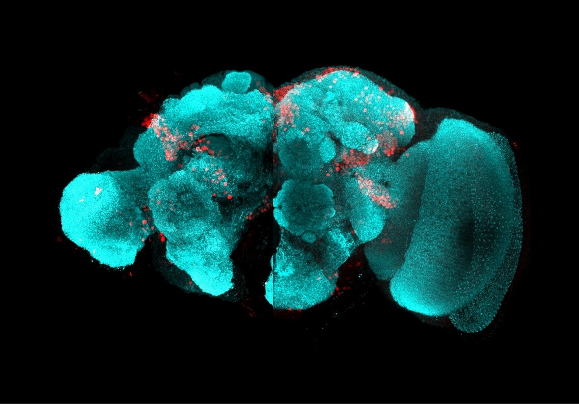Bild der linken Gehirnhälfte des Reismehlkäfers (linke Bildseite) im Vergleich zur rechten Gehirnhälfte der Fruchtfliege (rechte Bildseite). Ähnliche Strukturen können beobachtet werden, aber sie sind von unterschiedlicher Größe (z.B. die Teile des Gehirns, die das Signal der Augen verarbeiten - jeweils ganz aussen). Bei Käfer und Fliege werden die gleichen Nervenzellen mit dem Gen Retina-Homöobox angefärbt (rote Punkte zeigen die Kerne der Nervenzellen an).
