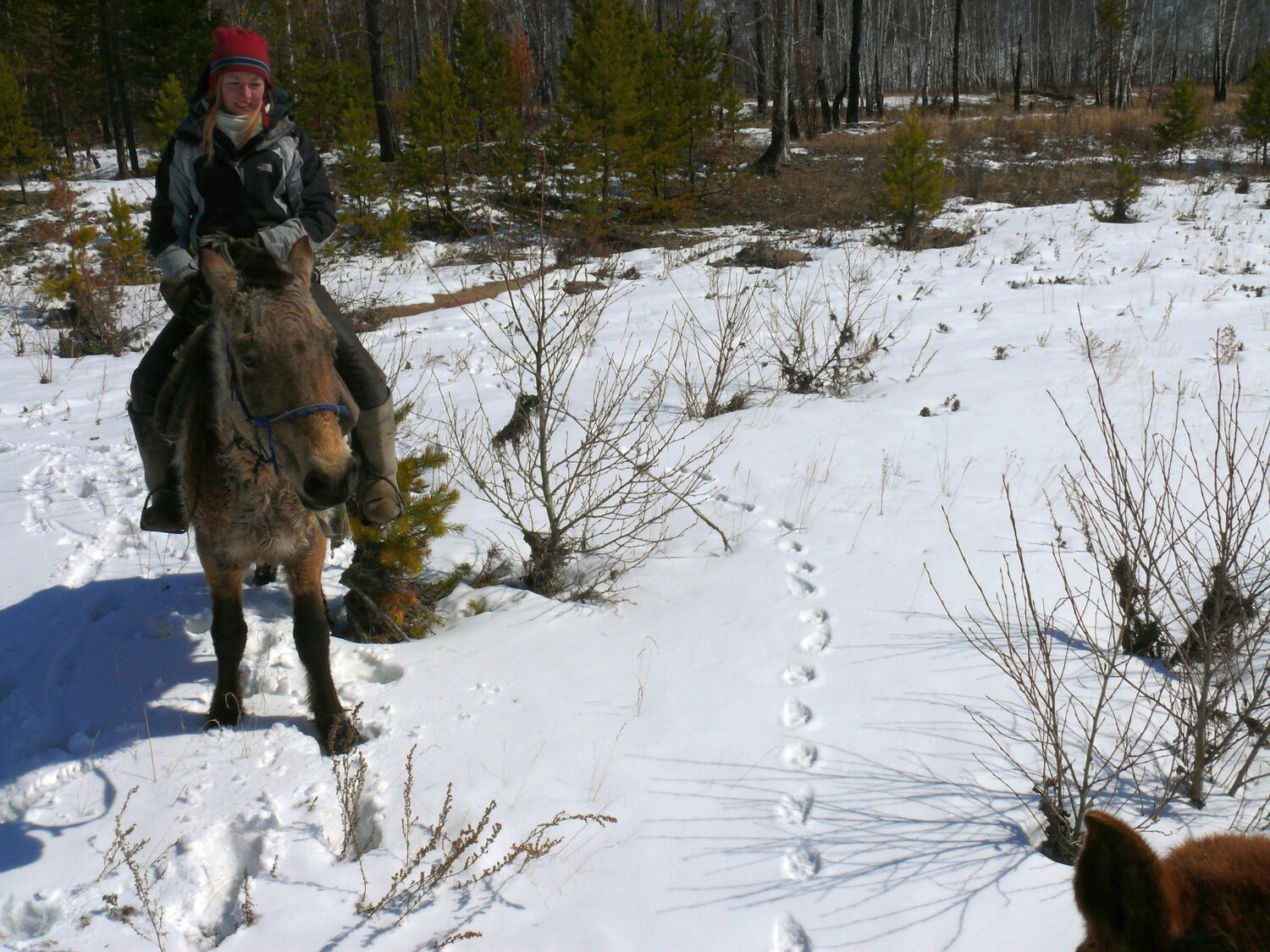 Nina Tiralla von der Universität Göttingen verfolgt eine Wolfsspur in der Mongolei.