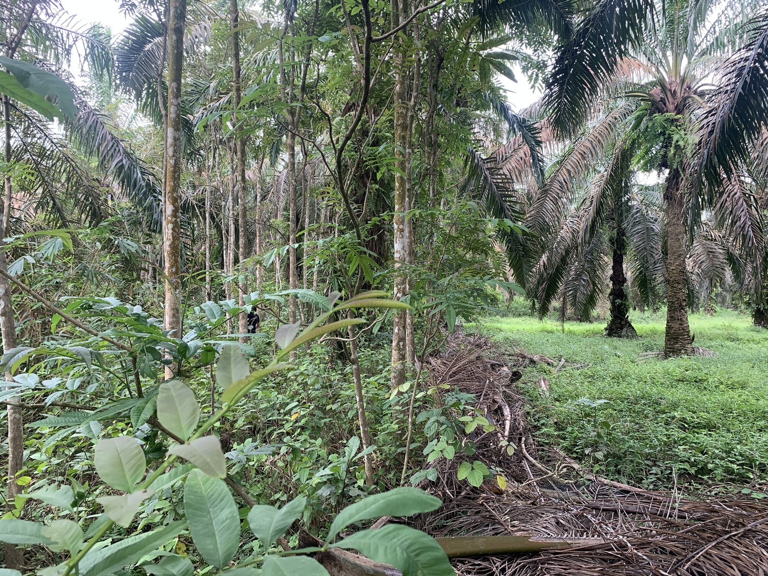 Experimentelle Baumpflanzung mit einheimischen Baumarten und einem artenreichen Unterwuchs (links) und einer angrenzenden konventionell bewirtschafteten Ölpalmplantage.