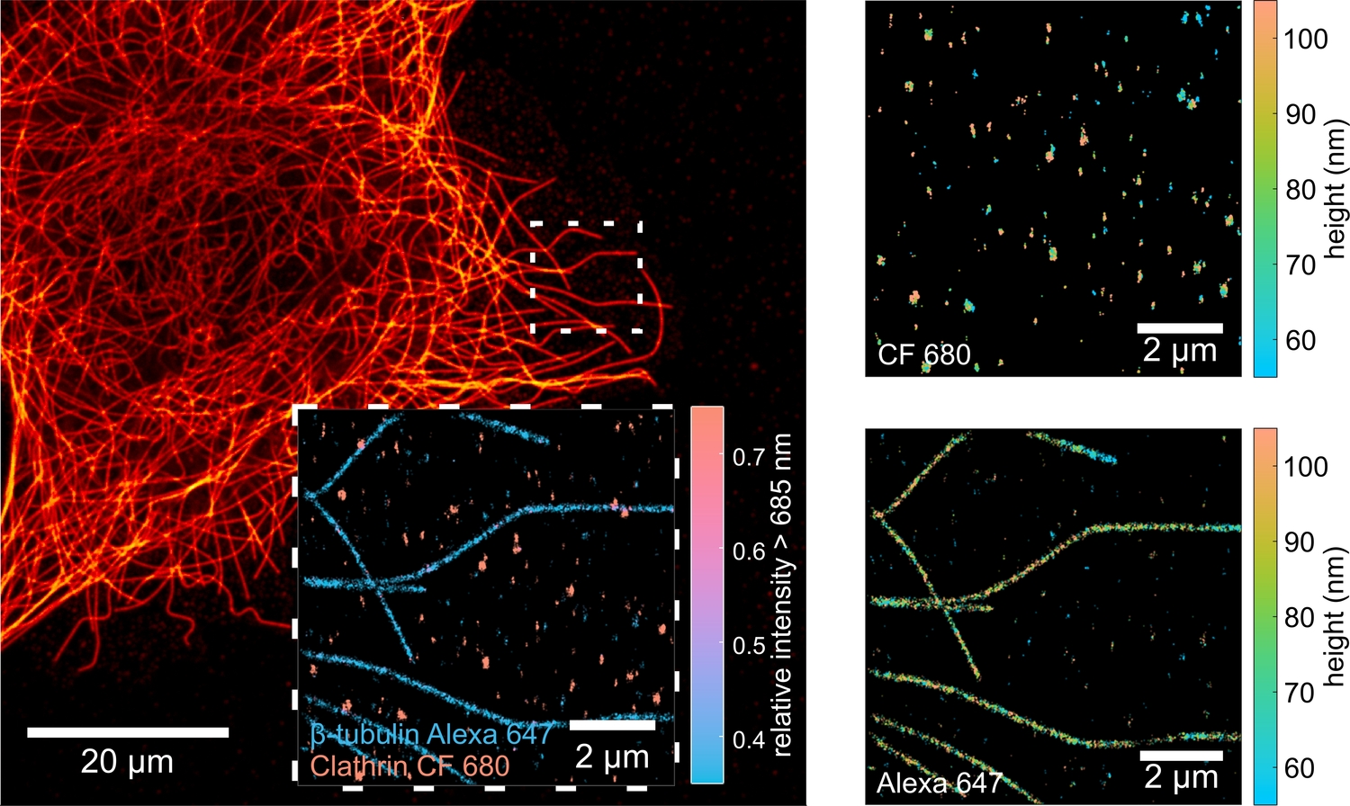 MIET-SMLM imaging of microtubules and clathrin pits in COS7 cells. Spectral splitting (inset) allows to effi-ciently distinguish between two different target and MIET imaging (right panel) gives height profiles with exceptionally high resolution.