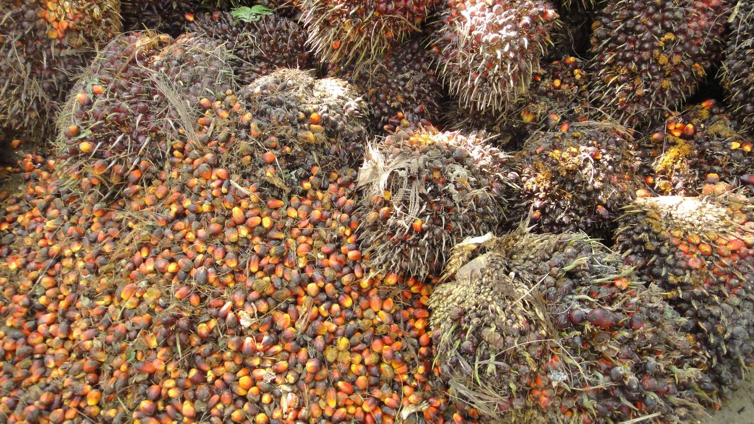 Harvested oil palm fruit bunches