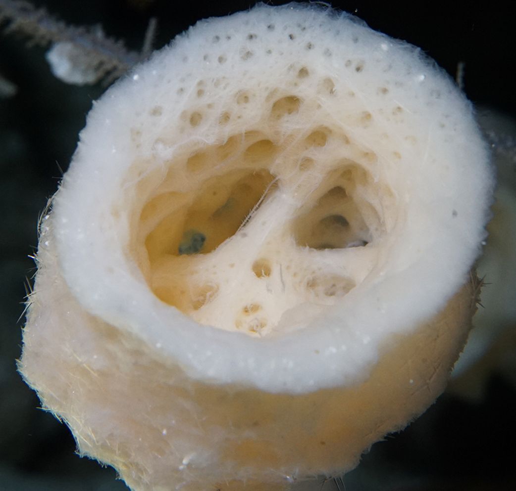 One of the many types of sponges that have been found to act as hosts to branching worms. This one is called Crateromorpha meyeri and it is a deep-sea, glass sponge found in Okinawa, Japan. In this close up of its main opening it is possible to see semi-transparent threads: an example that the newly identified genus of branching worm, Cladosyllis, is living inside.