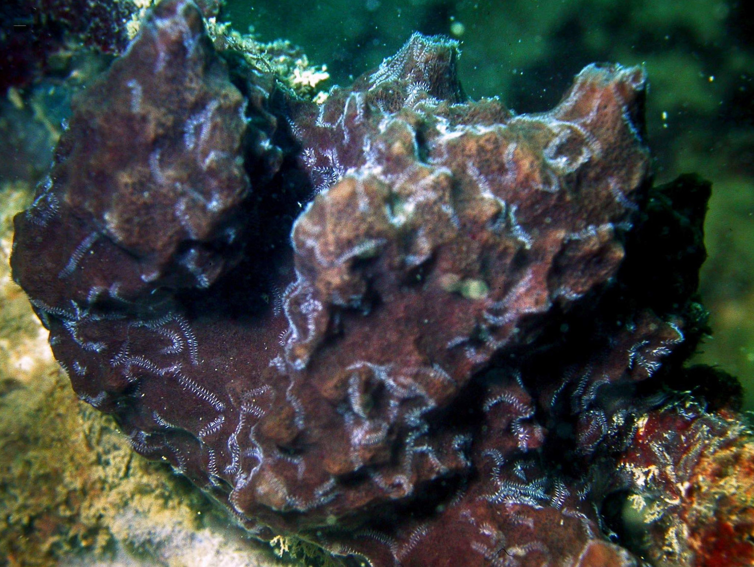 The host sponge (Petrosia) where several posterior ends of one specimen of the worm Ramisyllis multicaudata can be seen as white lines crawling on the sponge’s surface.