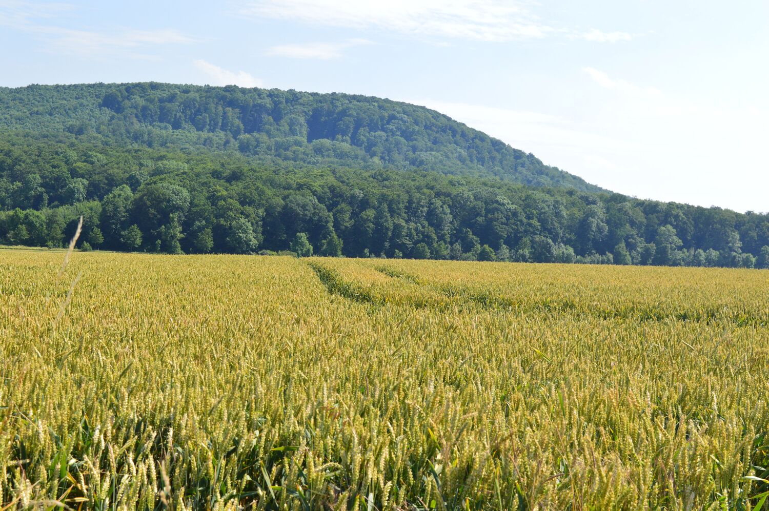 Konventionell bewirtschafteter Winterweizen bei Göttingen