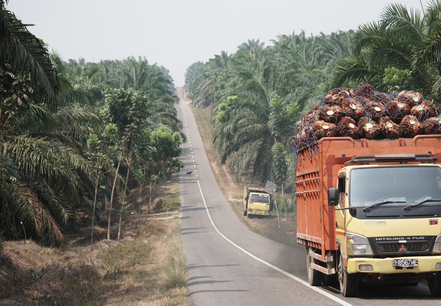 Truck loaded with oil palm fruit bunches, driving through oil palm tree plantation in Jambi province, Sumatra (Indonesia)