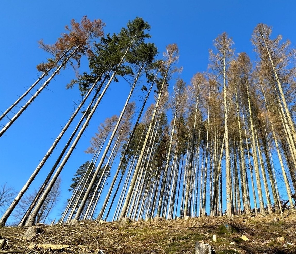 Von Borkenkäfern befallener Fichtenbestand