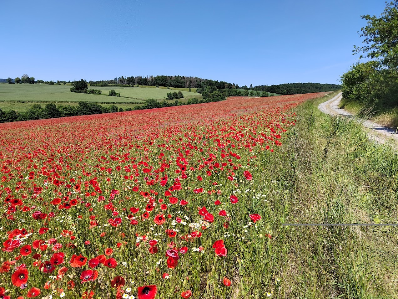 Blühfläche aus heimischen Wildpflanzenarten im Jahr nach der Aussaat bei Dinkelhausen im niedersächsischen Landkreis Northeim