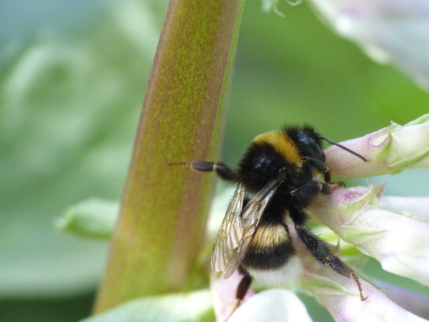 A bumblebee stealing nectar from a faba bean