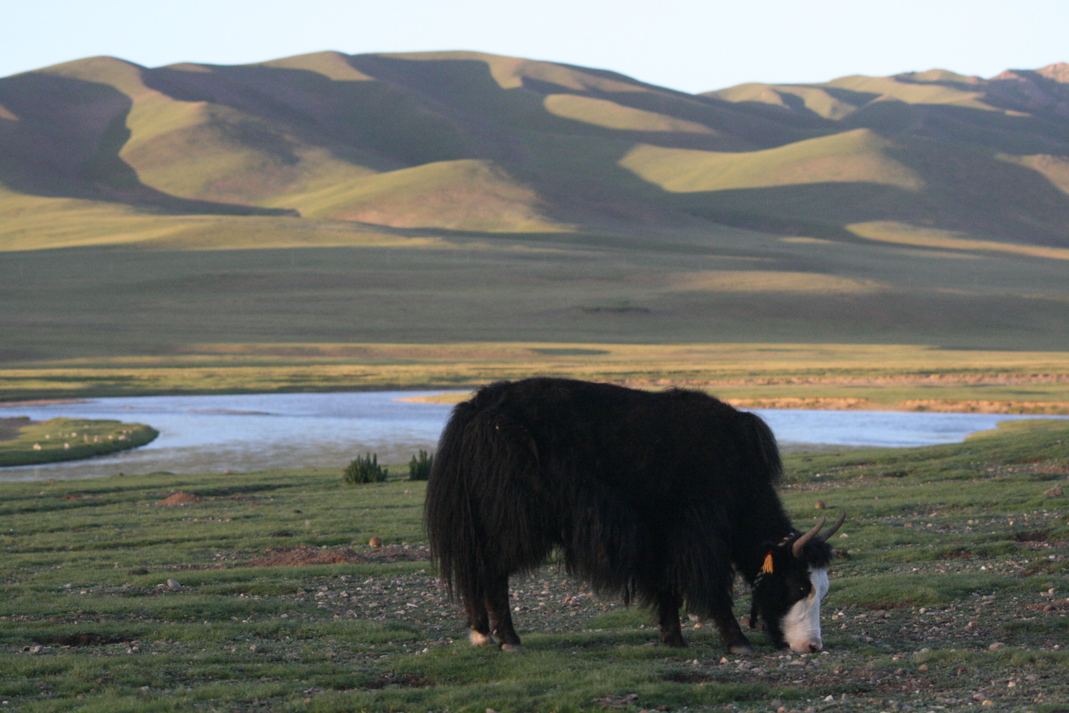 Die Weideflächen in Tibet werden hauptsächlich für Yaks genutzt.