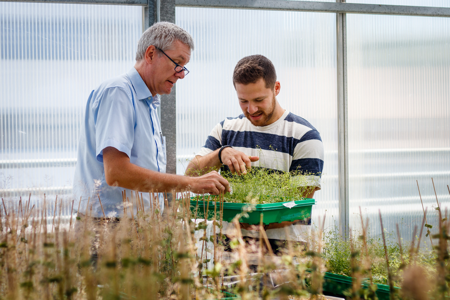 Dmitrij Rekhter shows Professor Ivo Feußner the growth status of his plants.
