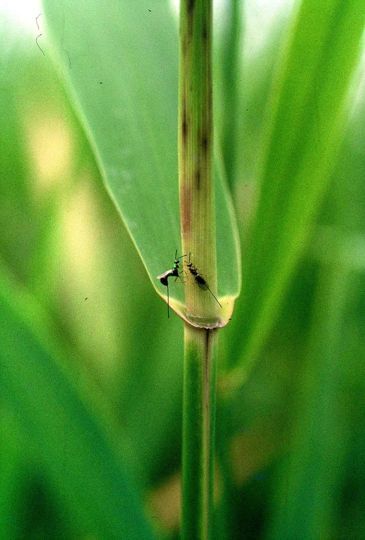 Two female parasitoid wasps depositing their eggs in the larvae of the gall midge hidden in a reed shoot. The tiny gall midge larvae feed within plant tissue creating bumps, known as “plant galls”. The wasp eggs will hatch and their offspring will feast on the baby gall midges.