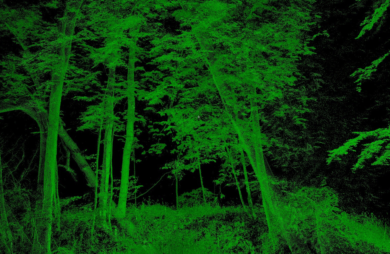 Laserscan aus dem Nationalpark Hainich