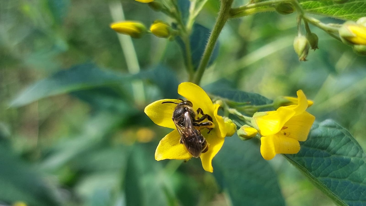 METAGROLAND will study interactions between plants and pollinators – such as this solitary bee visiting a flower.