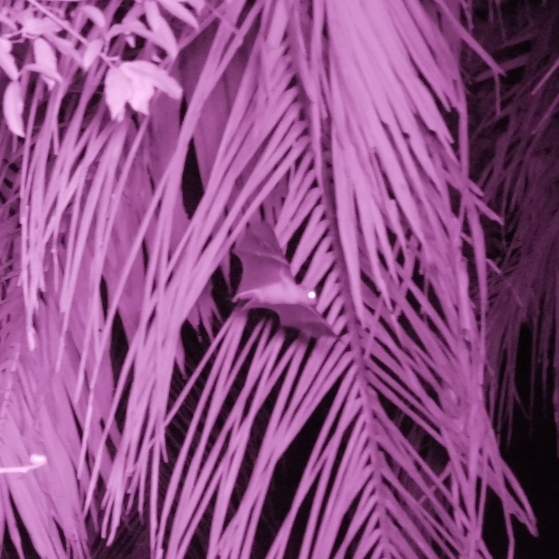 Nahinfrarotaufnahme einer Kleinen Kurznasenfledermaus (Cynopterus brachyotis) auf dem Weg durch eine Ölpalmenplantage.