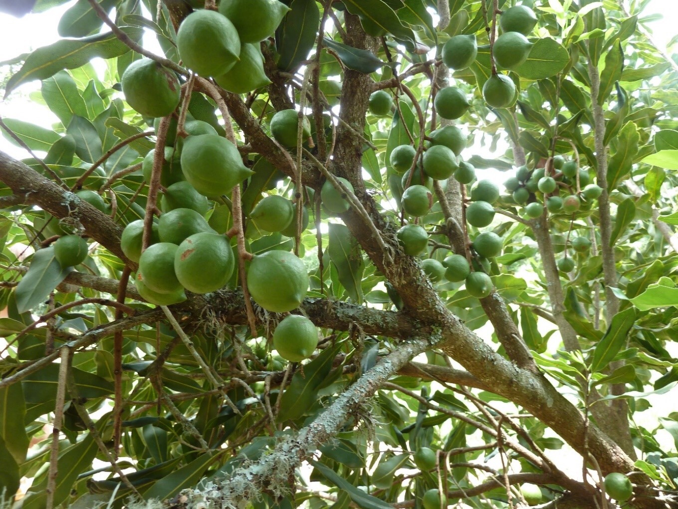 Die unreifen Nüsse hängen in Trauben am Baum. Die Bestäubung der Macadamia-Blüten durch Insekten ist essenziell für die Produktion.