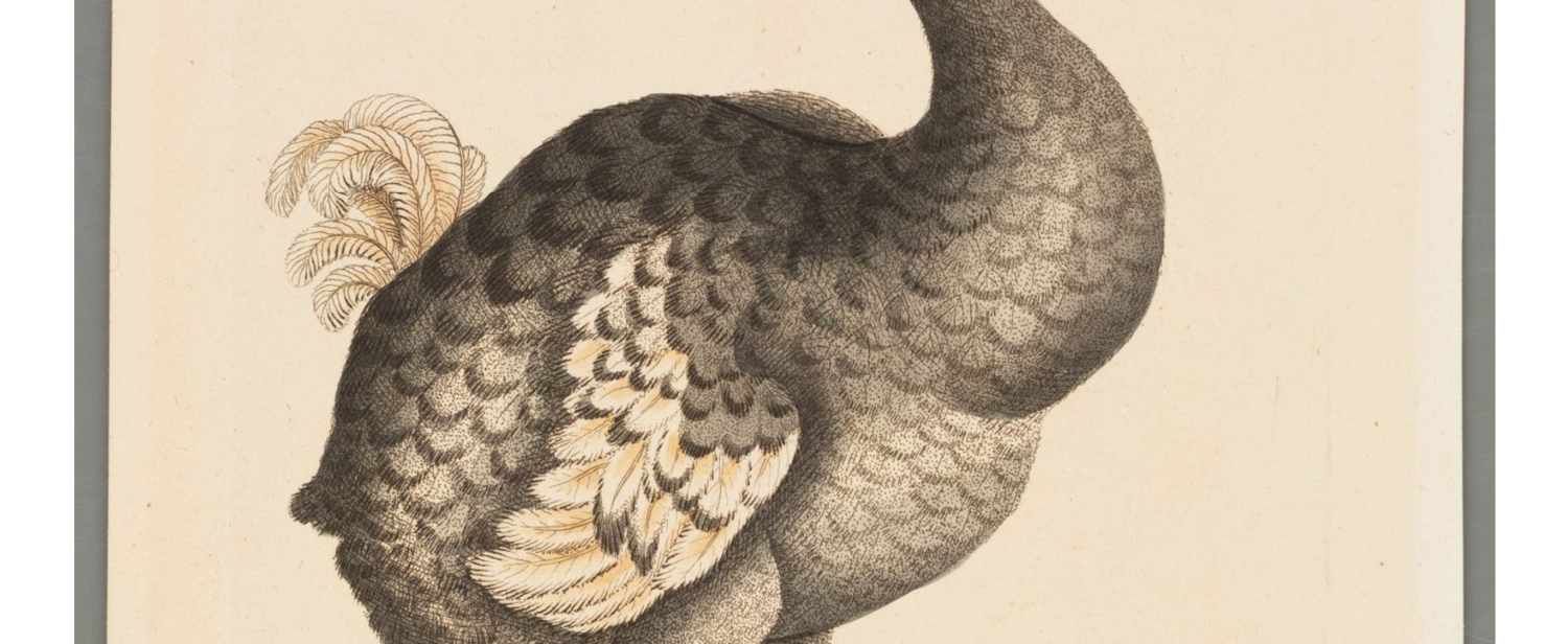 Dodo, Kupferstich von 1792. Kunstsammlung der Universität Göttingen