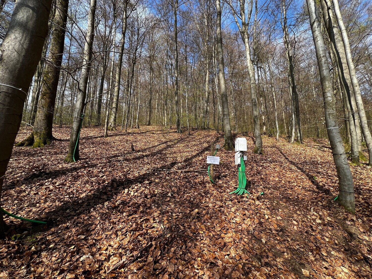 Messstandort im Buchenwald im Harz mit Datenlogger