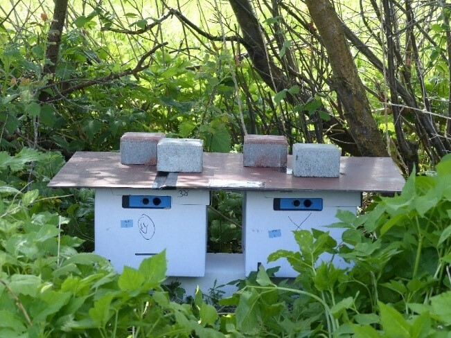 Experimental set-up: two bumblebee colonies each were placed in the centre of the study landscapes and the reproductive success as well as the pollen input were investigated.