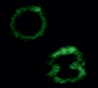 Konfokale Fluoreszenzmikroskopie-Bilder von aktivierten immunen CD8+ T-Zellen, die mit einem neuartigen fluoreszierenden Lipopeptid markiert sind, das Cholesterinveränderungen in Membranen erkennt.