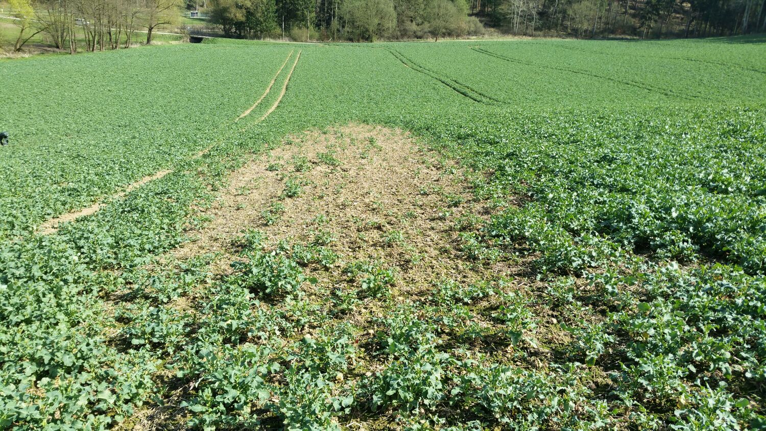 Rapeseed field with defect caused by clubroot
