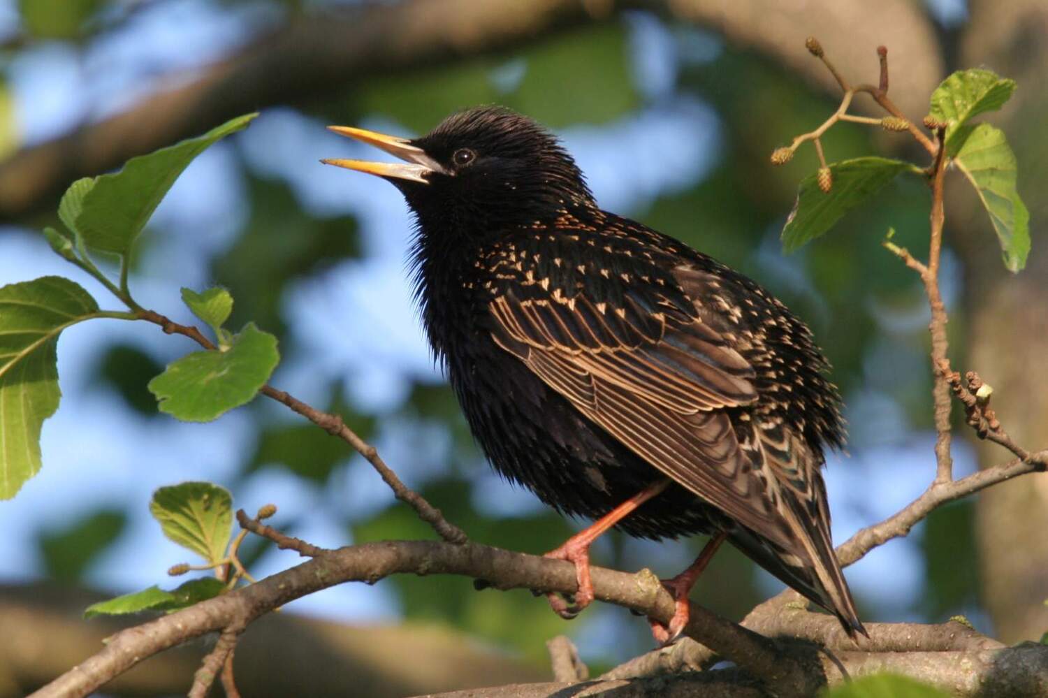 Starlings have vanished from many gardens in Central Europe, and with them their whistling and twittering songs enriched with skilful imitations