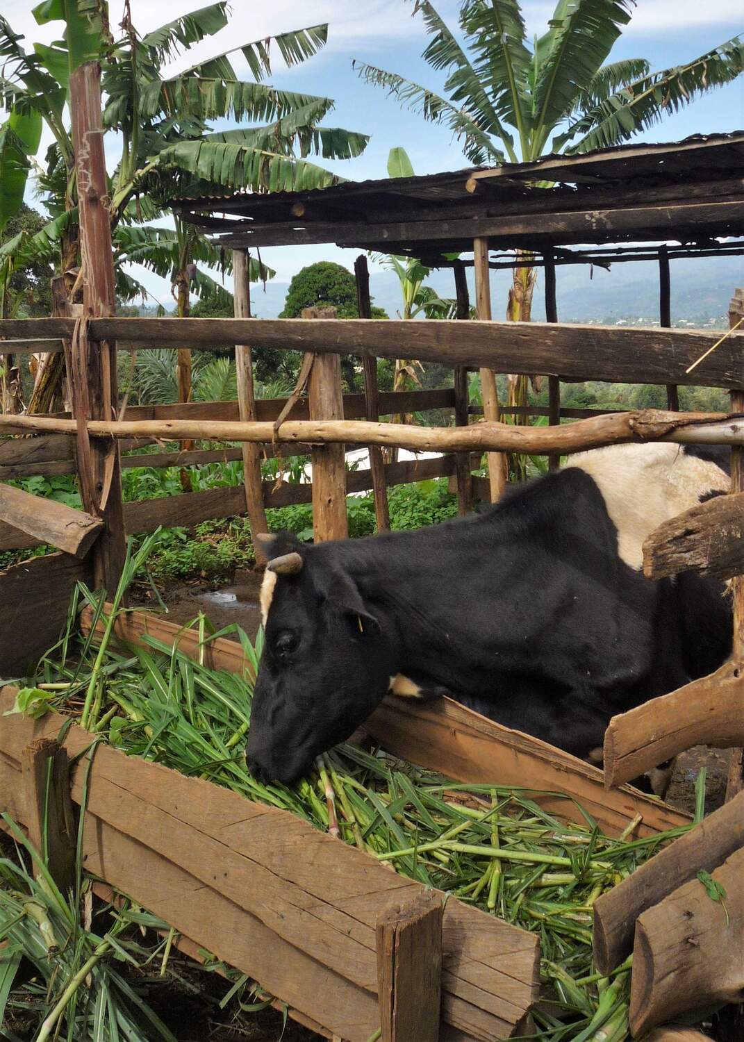 Holstein-Friesian cow on a peri-urban farm. The city of Bamenda can be seen in the background.