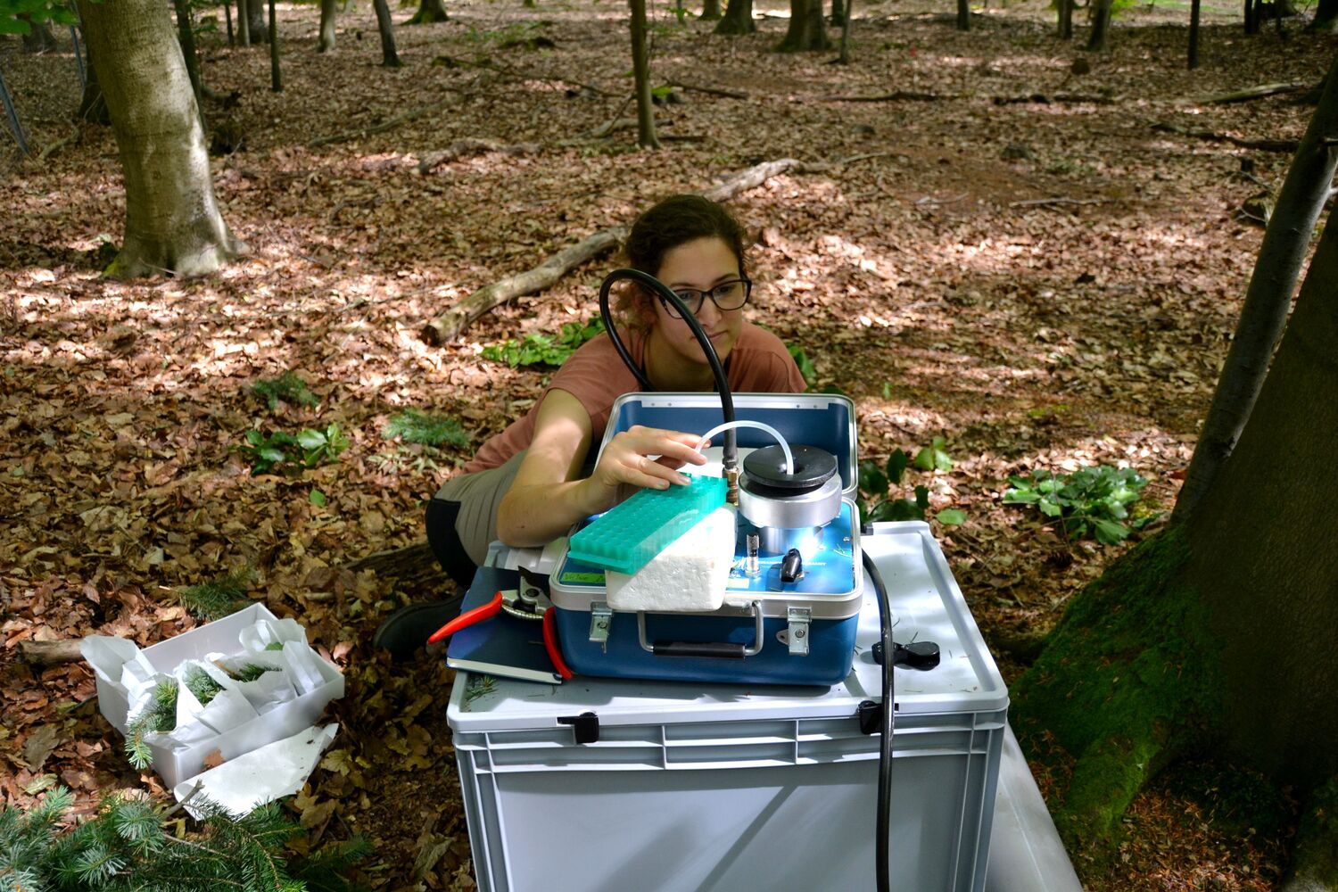 Erstautorin Dr. Klara Mrak extrahiert mit einer Druckkammer Wasser aus Zweigen. Dadurch kann sie die Ankunftszeit der in den Boden injizierten stabilen Isotope von Wasserstoff und Stickstoff in der Baumkrone abschätzen.