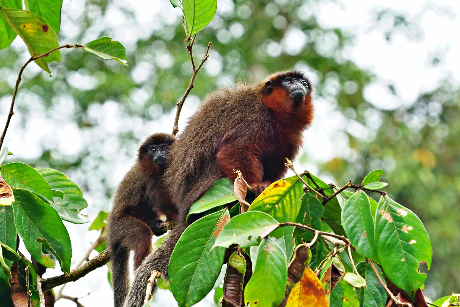 This young coppery titi monkey (Plecturocebus cupreus) benefits from paternal care. The males of the pair living titi monkeys are primarily taking care of the offspring.