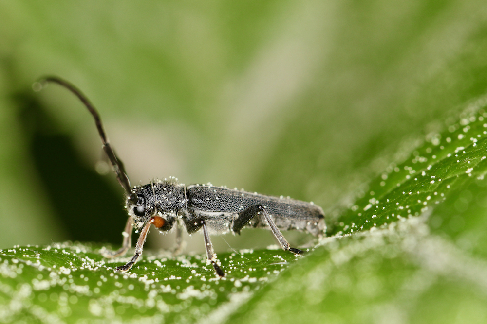 Der Zylindrische Walzenhalsbock (Phytoecia cylindrica), ein Bockkäfer, der gerne an Doldengewächsen wie etwa Wilder Möhre frisst. Die Larven des Käfers entwickeln sich in den Stängeln der Futterpflanzen.