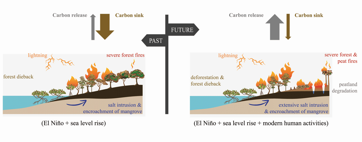 Image showing impact of both El Nino and sea level rise occurring together in the past, as determined by palaeoecological studies. The possible outcome for the future has been extrapolated by researchers for the case that these two effects are combined with continuing impact of human activities on tropical coastal peatlands.