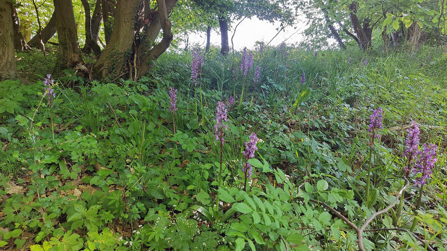 Niederwald in einem Schutzgebiet im Landkreis Göttingen, das zum Natura-2000-Netzwerk gehört: Die Niederwaldwirtschaft schafft einen Wald, in dem viel Licht auf den Boden gelangt. So erhält sie geschützte licht- und wärmeliebende Pflanzen- und Tierarten. Der biokulturelle Ansatz würde traditionelle Praktiken der Bewirtschaftung unterstützen, die dieses Natur- und Kulturerbe ganzheitlich erhalten oder wiederbeleben.