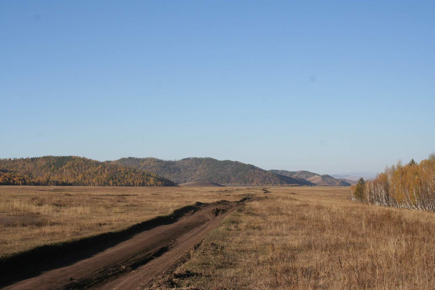 Taigawälder, die von wenigen Baumarten dominiert werden, und Grasland erstrecken sich über weite Gebiete der nördlichen Hemisphäre. Hier: Nördliche Mongolei.