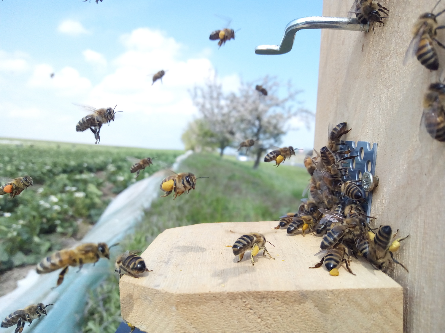 Das Forschungsteam stellte kleine Honigbienenvölker an elf Standorten in der Region Göttingen/Kassel neben Erdbeerfeldern auf.