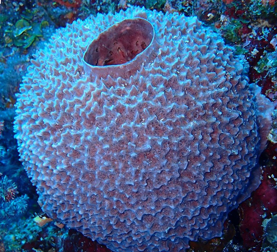 Petrosia sponge found in a coral reef of Mayotte, in the Indian Ocean – one of the many types of sponge that can be a host to bizarre branching worms.