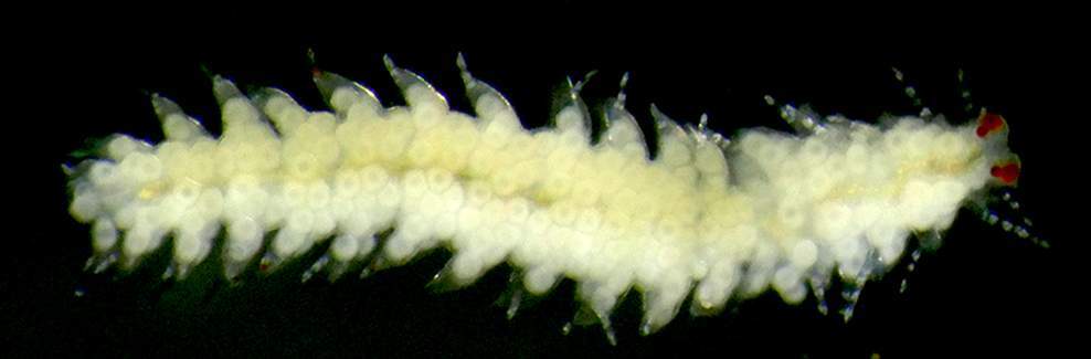 Female reproductive unit (stolon) which forms from the parent branching worm. It then leaves the parent body to complete the process of reproduction.