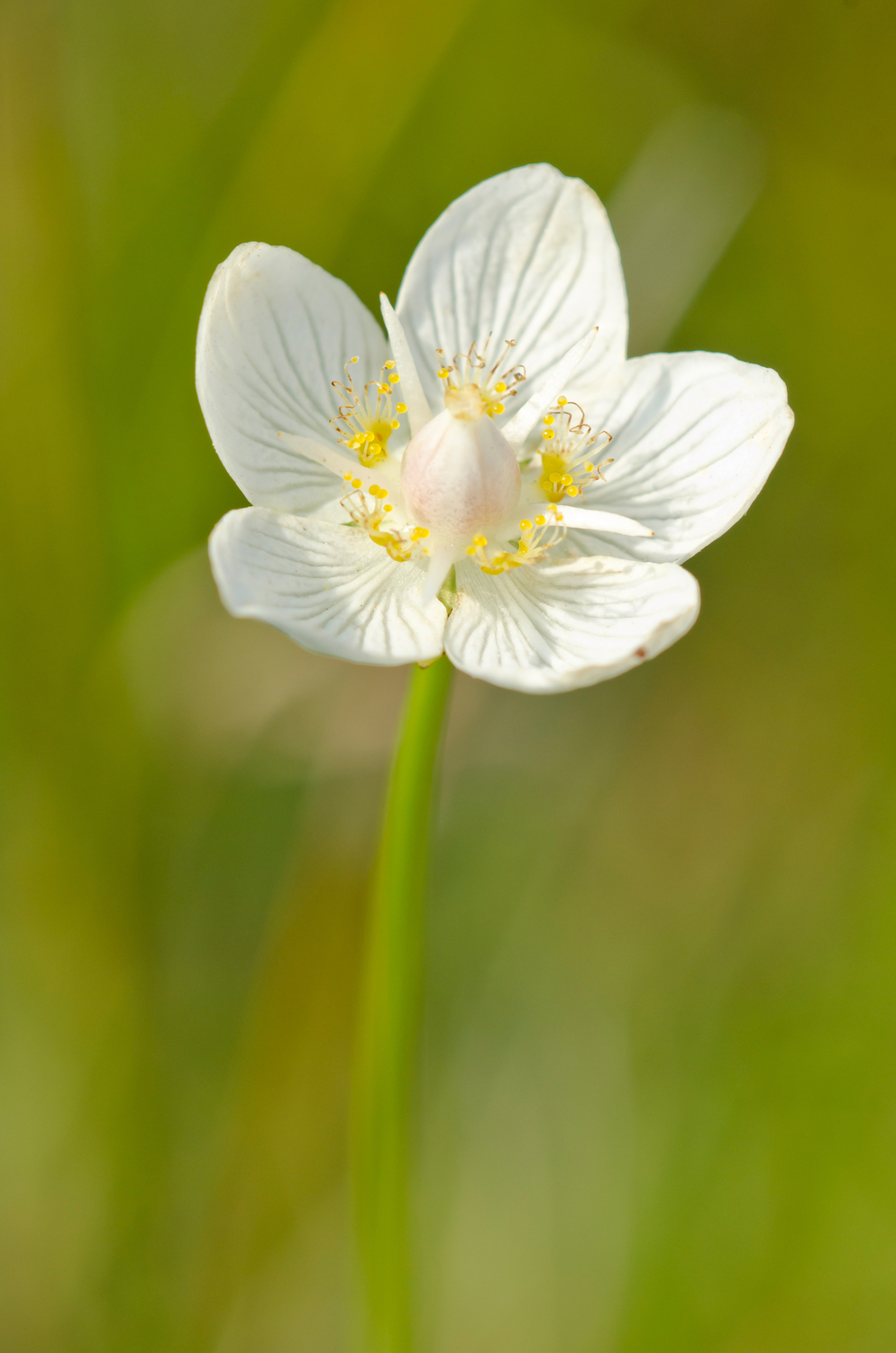 This flowering plant parnassia paulstris is one of the threatened species that was researched as part of the project.