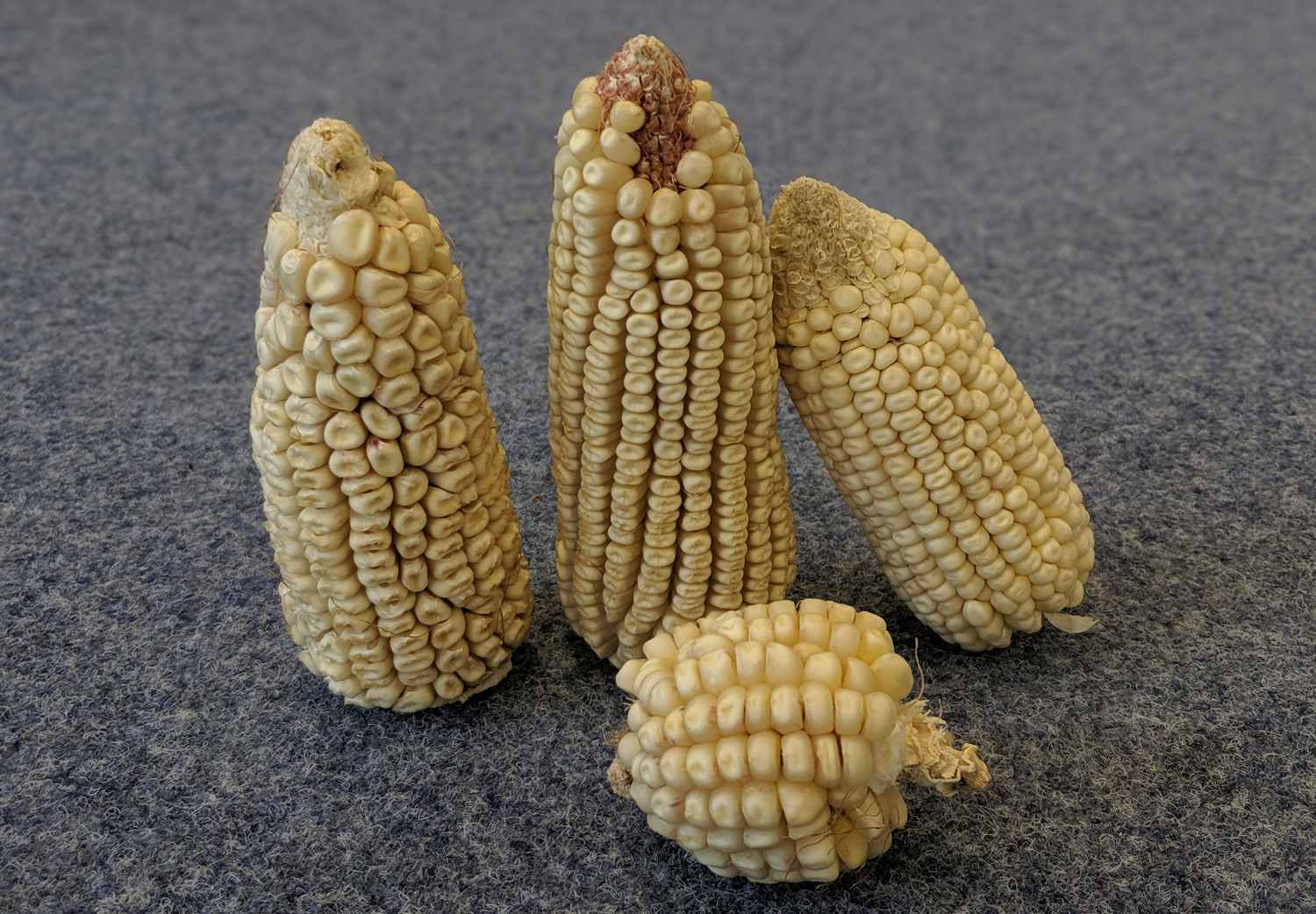 White maize (white corn) on the cob as grown for the study
