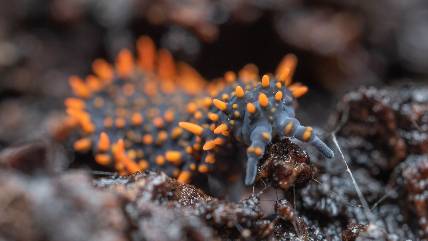 This springtail (Collembola) is one of the tiny creatures in soil that, along with other animals like spiders and earthworms, contributes to nutrient cycling and decomposition. Researchers analysed soil from 19 countries to explore how the variety of feeding activities of such animals changed according to climate and agriculture.