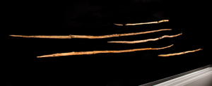 World-wide sensation: some of the wooden weapons, which are around 300,000 years old, are exhibited in the Schöningen Research Museum, where they can be viewed at close range