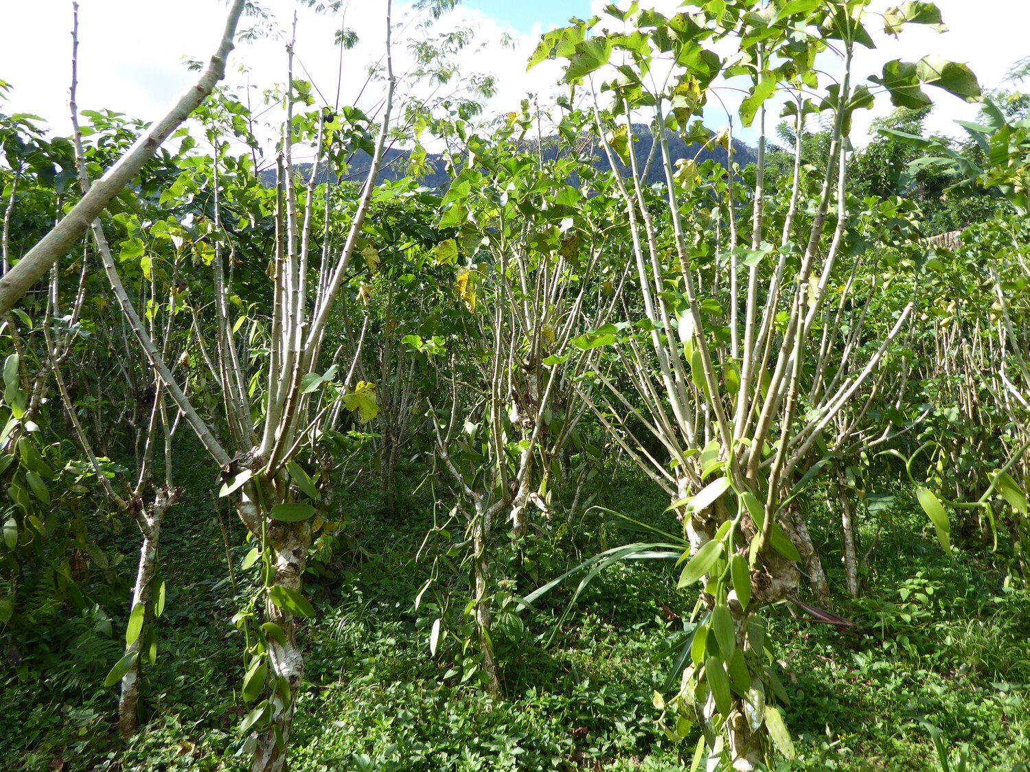 Vanilla agroforest on former allowland