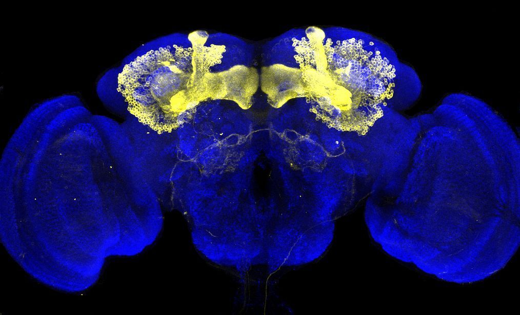 Image showing the brain of the fruit fly Drosophila melanogaster (in blue). Nerve cells that together form the two “mushroom bodies” are coloured yellow using gene-markers. The research group is working on deciphering the circuits formed by these nerve cells.
