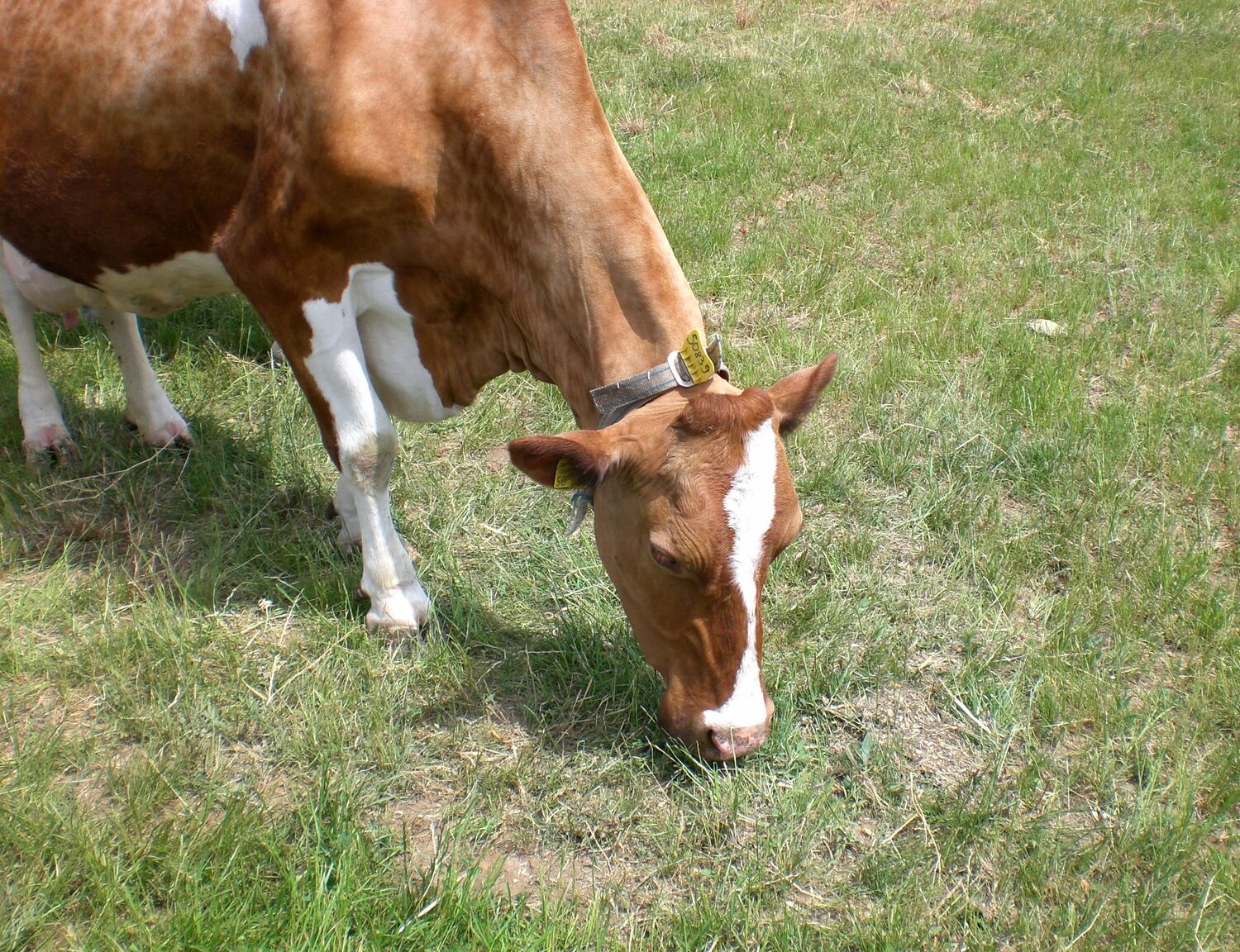 Mit Gras und Sand nimmt die Kuh Silikate auf. Diese führen wegen ihrer Härte besonders zum Abrieb der Zähne.